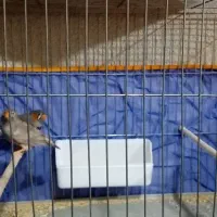 فنج کینگ وفنچ معمولی کاکلی