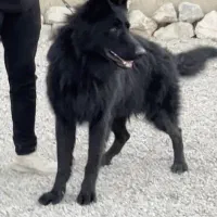 سگ پامرانین مشکی و سگ ژرمن بلک اصیل