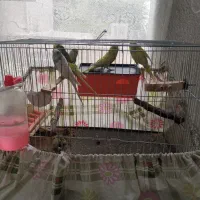 مرغ عشق گمشده