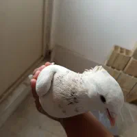 یه تعداد کبوتر تهرانی