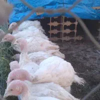 بوقلمون گوشتی|حیوانات مزرعه|اسلامشهر, کاشانک|دیوار