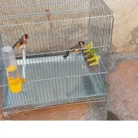 سهره نر|پرنده|کرمانشاه, |دیوار