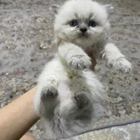 گربه|گربه|بجنورد, |دیوار