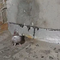 کبوتر|پرنده|تبریز, |دیوار