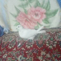 دانه ای۲۰۰|پرنده|شراء, |دیوار