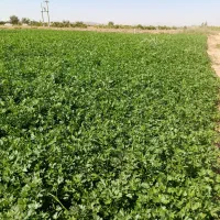 بهترین سبزی اک سبزی قرمه،خوردن،کوکو،آشی ،شیوید