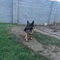 سگ ژرمن شپرد نر