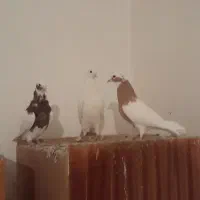 یک جفت فره طوقی و یدونه سفید|پرنده|بناب, |دیوار