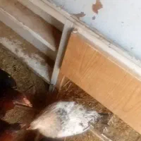 جوجه خروس محلی