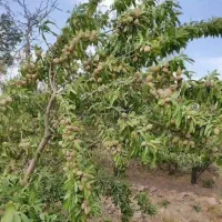 انواع نهال خوشه ای