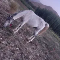 اسب|حیوانات مزرعه|کلاترزان, |دیوار