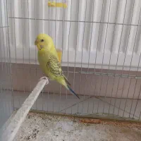 مرغ عشق