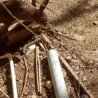 خرگوش صحرایی|موش و خرگوش|مینودشت, |دیوار