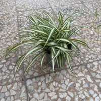 گل گندمی  فروش عمده