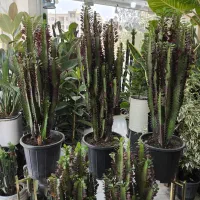 کاکتوس افوربیا سطل 7|گل و گیاه طبیعی|بندرعباس, |دیوار
