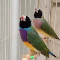 یک جفت فنچ گلدین آلیام