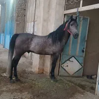 فروش  یک نریان  ویک مادیان  از زیدان