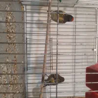 پرنده  دو عدد گلبسر بخون