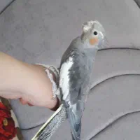 عروس هلندی|پرنده|عجب شیر, |دیوار