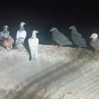 فروش بیست ماده پلاکی