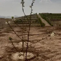 زمین ۳۵۰ متری شهرک تماشا