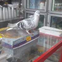 نر شیرازی  طوسی