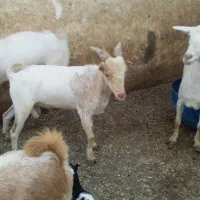 کهر|حیوانات مزرعه|کیش, |دیوار