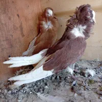 کبوتر شامپیون