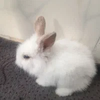 بچه خرگوش لوپ ملوس