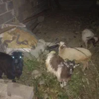 بره و بز