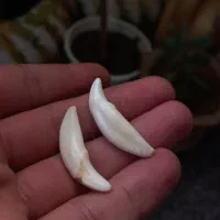 گردنبندی دندان