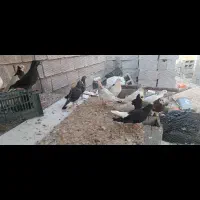 ۲۰ تا کبوتر ۲ملیون|پرنده|دوگنبدان, |دیوار