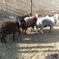 بره ماده دو قلو زا ابستن