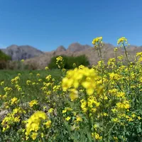 وام ضروری