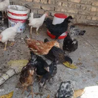 جوجه مرغ  نیمچه