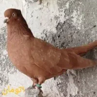 کبوتر فروشگاه هانی