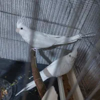 جفت البینو کار داده جوون
