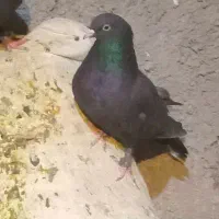 کبوتر۳ عدد  ماده سیاه پور|پرنده|فارسان, |دیوار