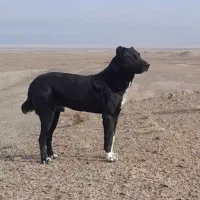 سگ خوب گوسفندی عالی