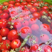 گوجه ربی درجه یک|خوردنی و آشامیدنی|اصفهان, بابوکان|دیوار