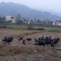 بوقلمون|حیوانات مزرعه|چوبر, |دیوار