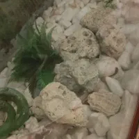 اکواریوم|ماهی|محمدیه-قزوین, |دیوار