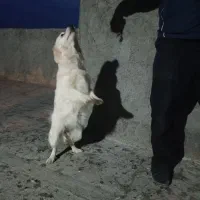 سگ ماده سفید|سگ|اراک, |دیوار