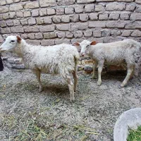 بره رومن
