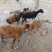 میش  پرواری