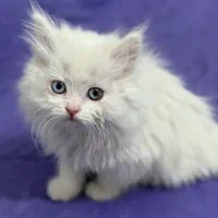 واگذاری بچه گربه ۲ ماهه|گربه|ارومیه, |دیوار