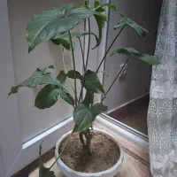 گل طبیعی