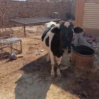 گاوابستن ۷۰|حیوانات مزرعه|اندیکا, |دیوار
