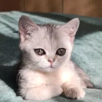 دوتا گربه ماده