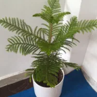 بنجامین